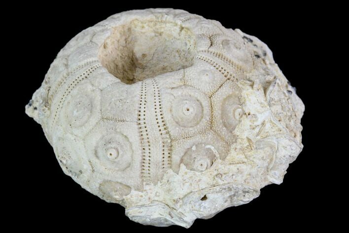 Fossil Sea Urchin (Drocidaris) - Morocco #104503